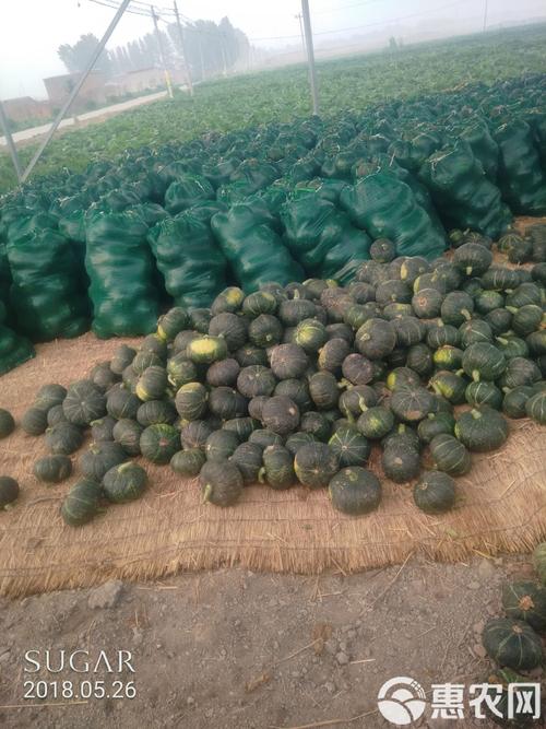 红板栗南瓜种植技术有哪些关键要点?-图2 红板栗南瓜种植技术有哪些关键要点?-图2