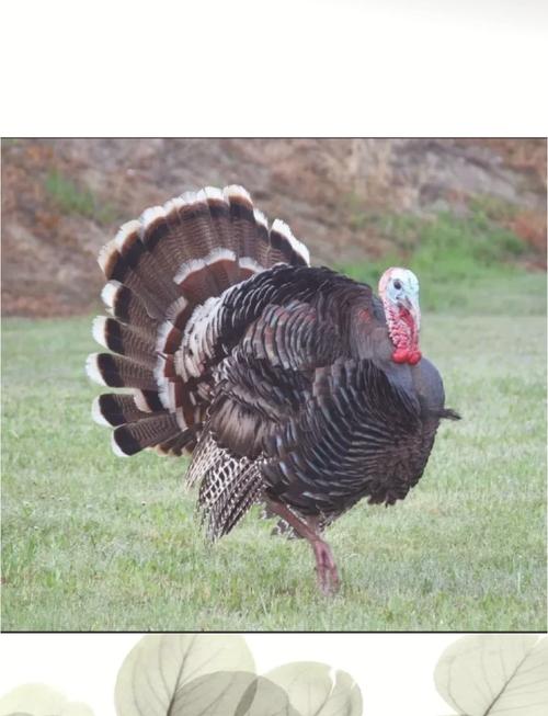 火鸡养殖哪个品种好养?-图2 火鸡养殖哪个品种好养?-图2