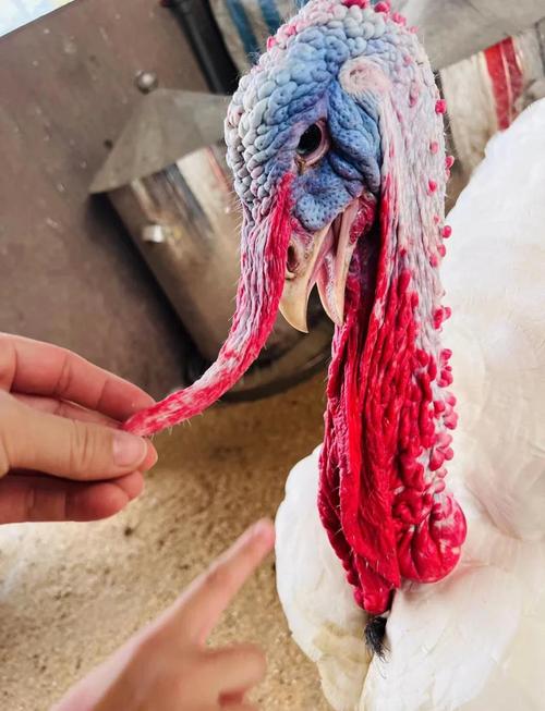 火鸡养殖哪个品种好养?-图3 火鸡养殖哪个品种好养?-图3