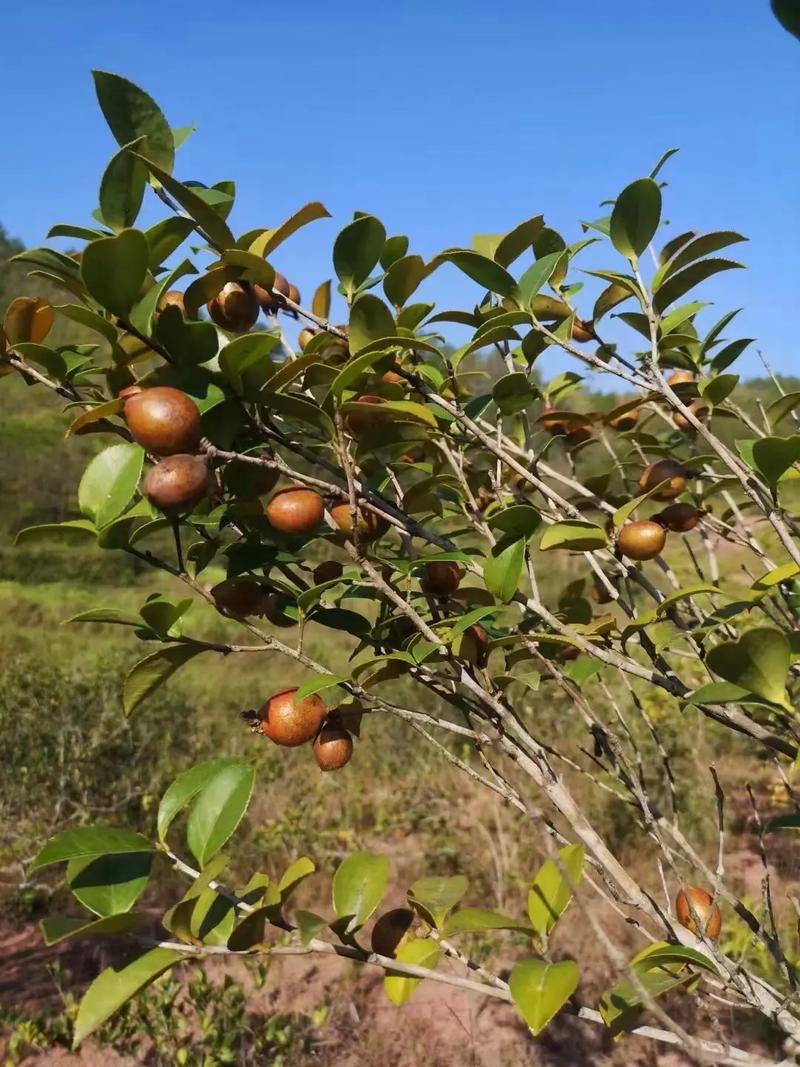 贵州适合种植的油茶品种有哪些？-图2
