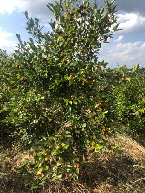 贵州适合种植的油茶品种有哪些？-图1