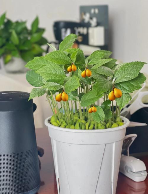 枇杷高产栽培技术视频有哪些关键要点?-图1 枇杷高产栽培技术视频有哪些关键要点?-图1