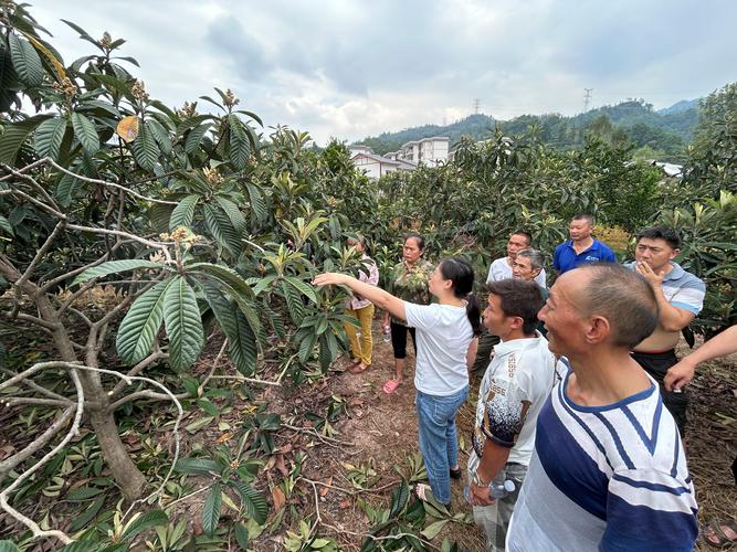 枇杷高产栽培技术视频有哪些关键要点？-图2