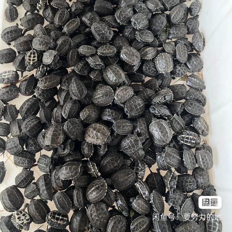 2025年草龟苗最新价格多少?-图1 2025年草龟苗最新价格多少?-图1