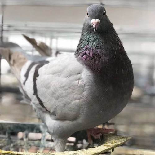 白羽王鸽哪个品种最好？-图1