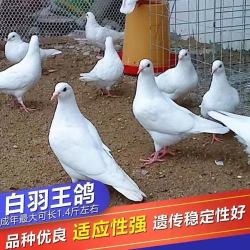 白羽王鸽哪个品种最好？-图2
