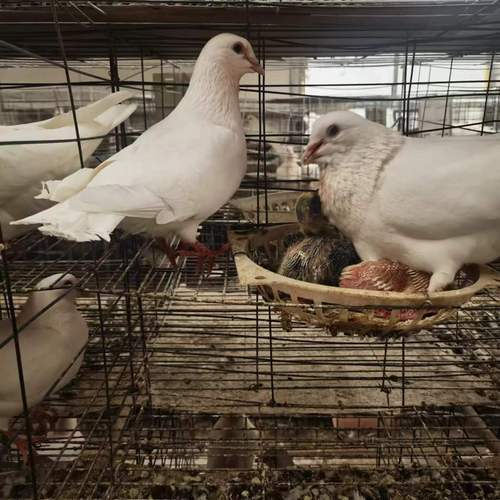 白羽王鸽哪个品种最好？-图3