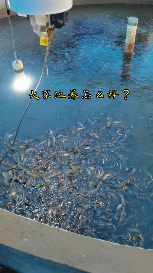 农广天地养鱼技术视频,新手能快速学会吗?-图3 农广天地养鱼技术视频,新手能快速学会吗?-图3