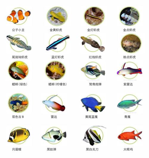水产鱼类品种图片大全，收录了多少种？-图3