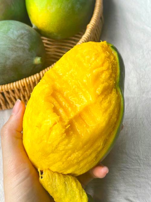 海南凯特芒果栽培技术有哪些关键要点?-图3 海南凯特芒果栽培技术有哪些关键要点?-图3