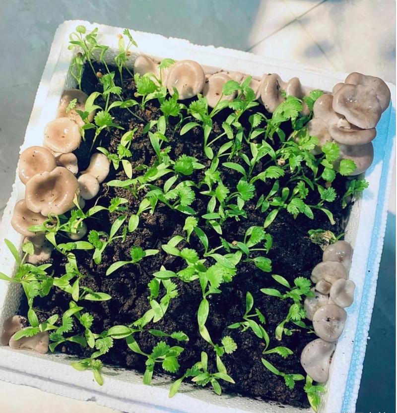 稻草泡沫版种草菇技术可行吗?-图3 稻草泡沫版种草菇技术可行吗?-图3