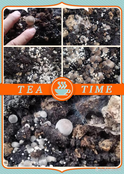 稻草泡沫版种草菇技术可行吗?-图2 稻草泡沫版种草菇技术可行吗?-图2