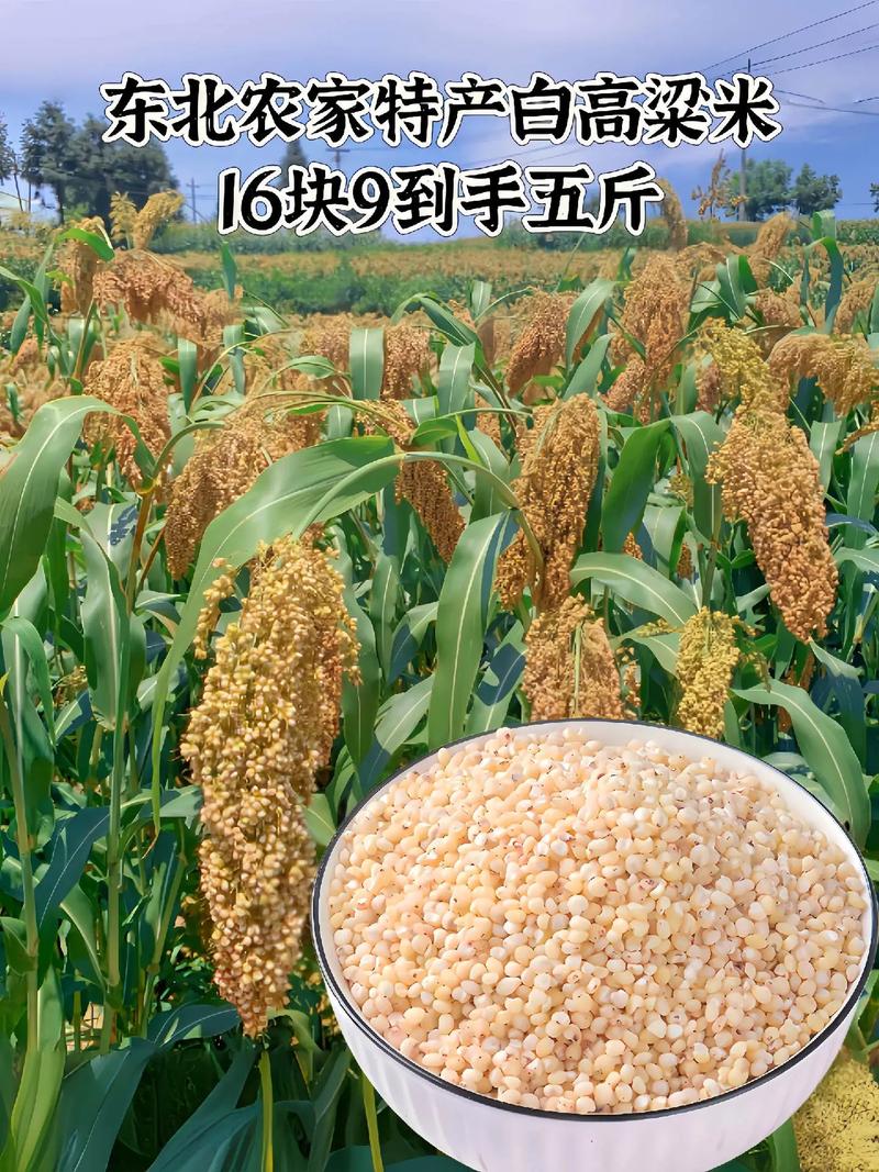 秋天种哪些粮食品种?-图3 秋天种哪些粮食品种?-图3