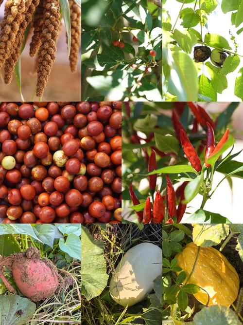 秋天种哪些粮食品种?-图1 秋天种哪些粮食品种?-图1