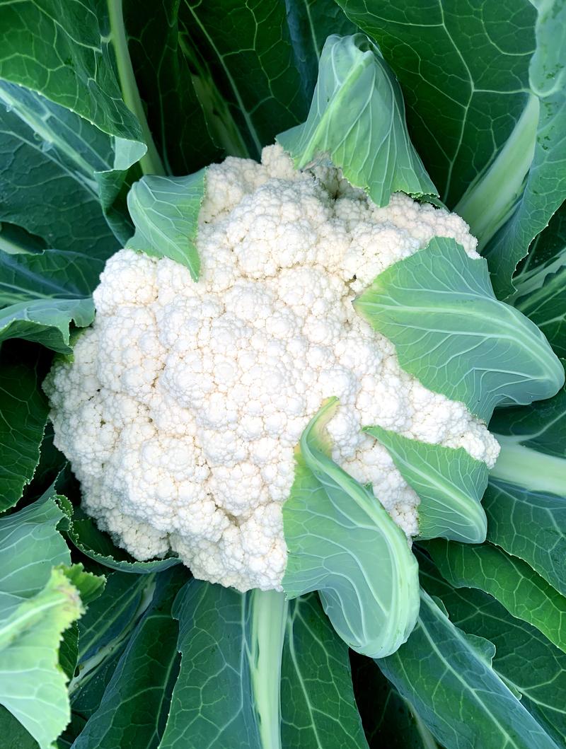 越冬有机菜花种植技术要点有哪些?-图1 越冬有机菜花种植技术要点有哪些?-图1