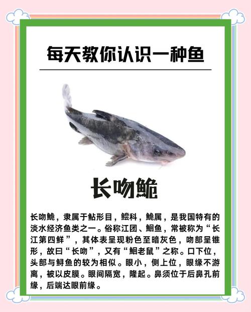 贵州江团鱼养殖技术关键要点有哪些？-图2