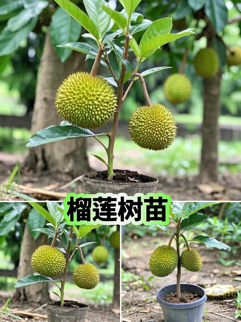 哪种榴莲品种种植效益最好?-图2 哪种榴莲品种种植效益最好?-图2