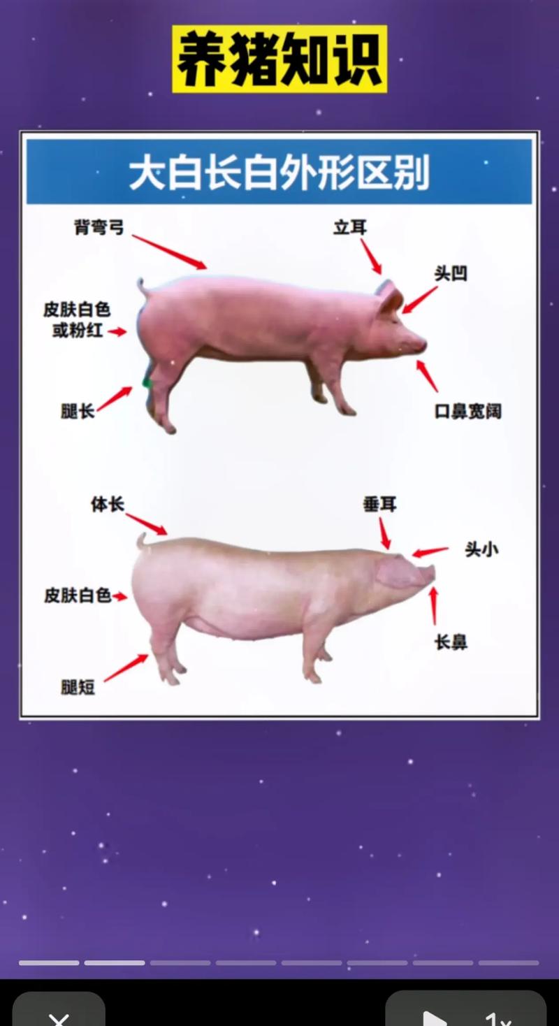 农广天地养猪技术有哪些核心要点?-图3 农广天地养猪技术有哪些核心要点?-图3