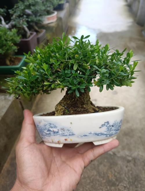 小叶黄杨栽植养护技术要点有哪些?-图2 小叶黄杨栽植养护技术要点有哪些?-图2