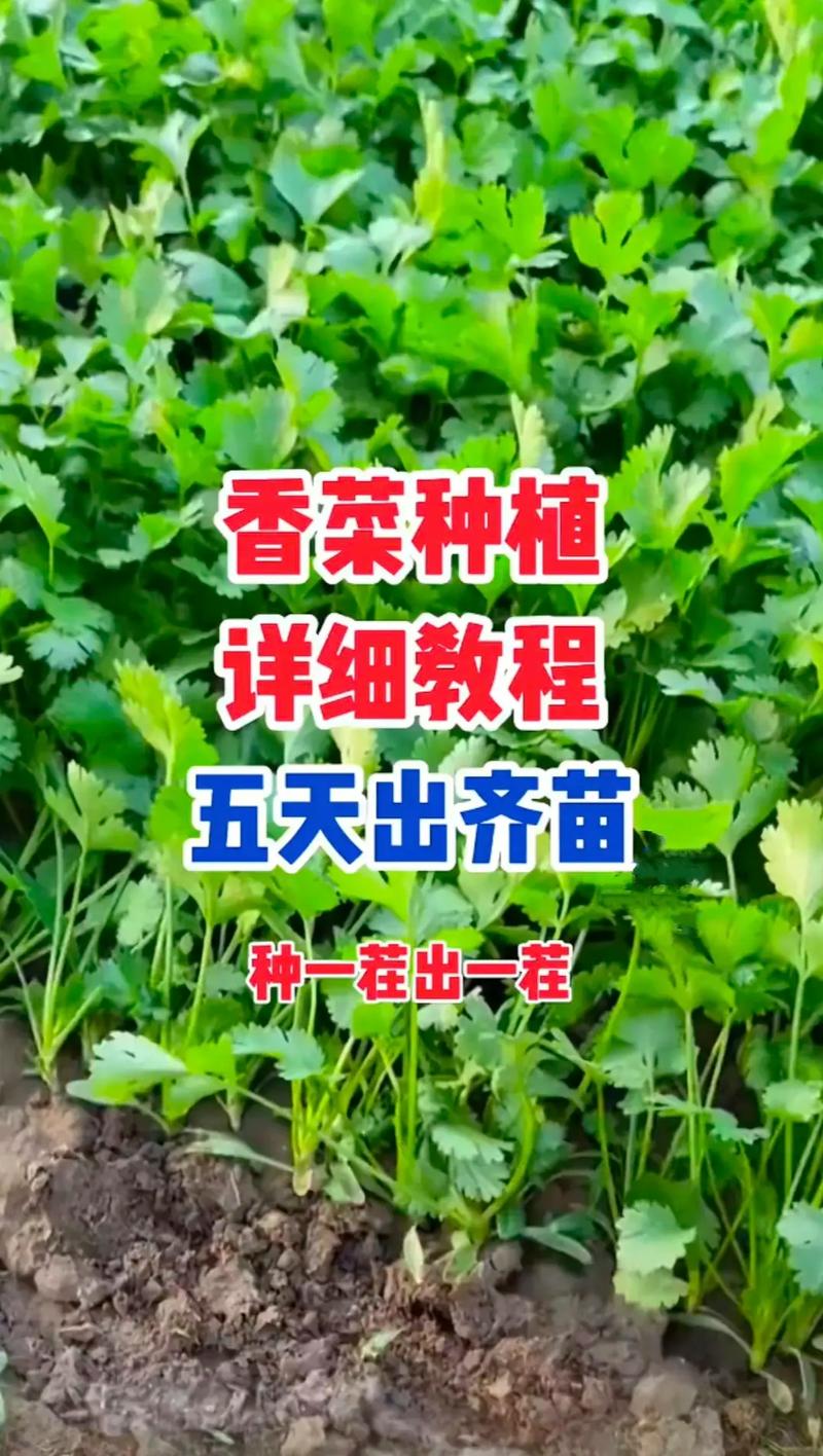 秋季香菜种植技术视频有哪些要点?-图2 秋季香菜种植技术视频有哪些要点?-图2