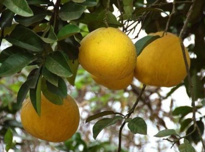安徽适合种什么品种柚子？-图2