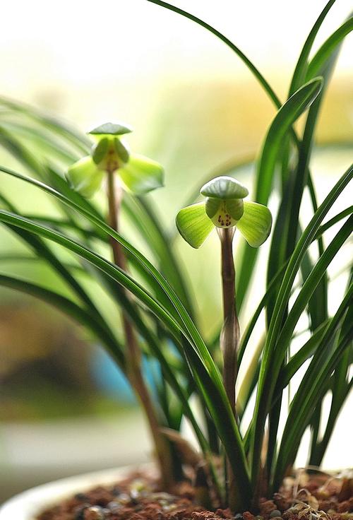 传统春兰品种有哪些?-图3 传统春兰品种有哪些?-图3