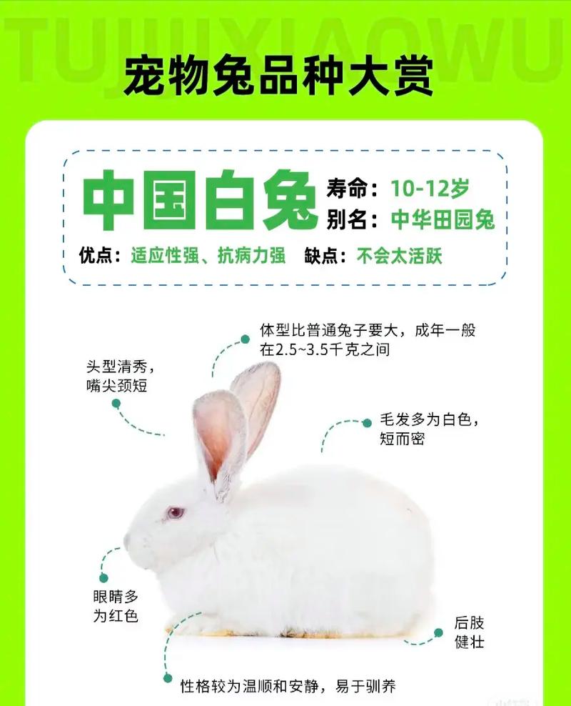 家兔与野兔品种相似,是驯化还是巧合?-图1 家兔与野兔品种相似,是驯化还是巧合?-图1