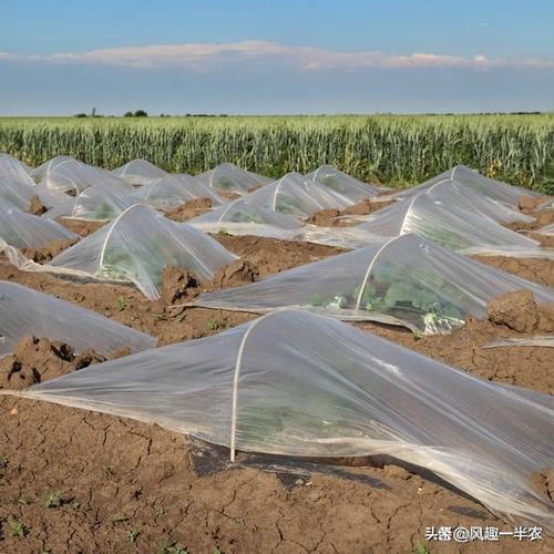 小拱棚加地膜西瓜技术如何提质增效?-图1 小拱棚加地膜西瓜技术如何提质增效?-图1