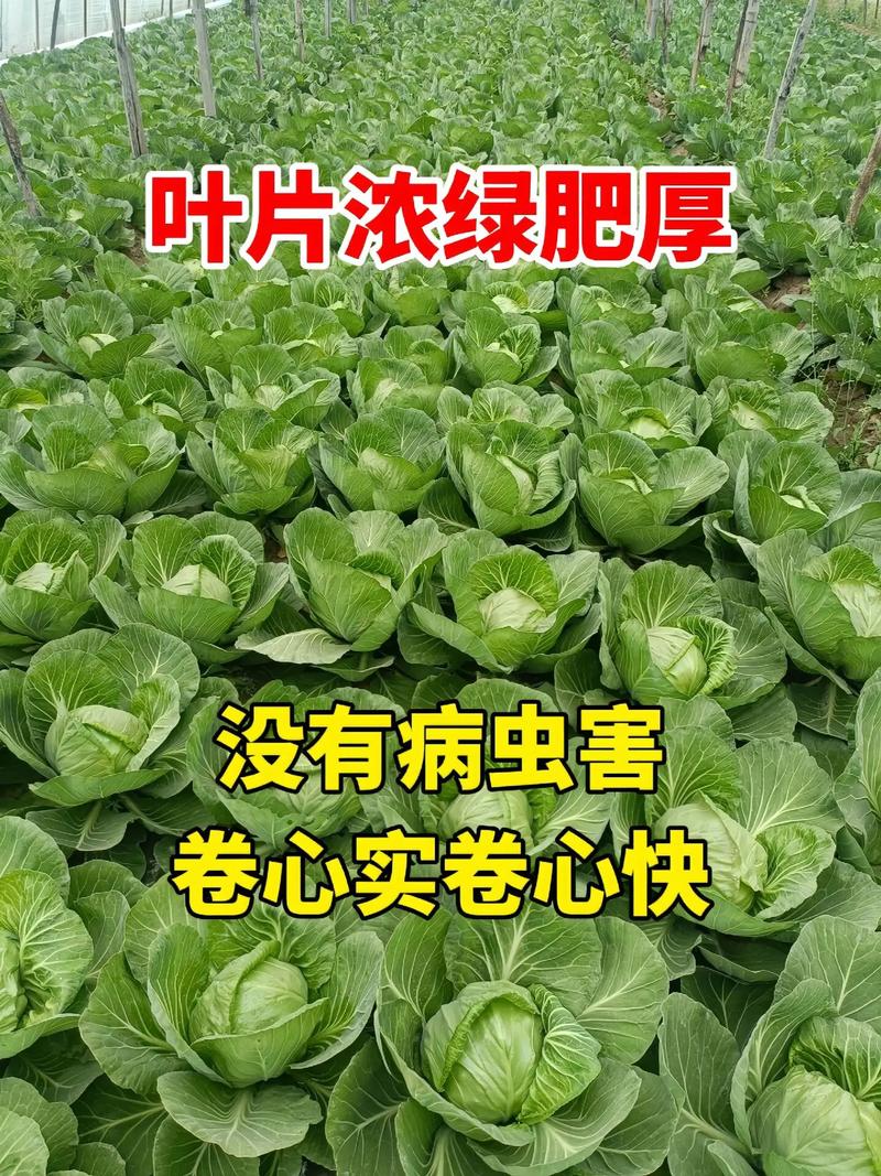 早春白菜种植技术有哪些关键要点?-图2 早春白菜种植技术有哪些关键要点?-图2
