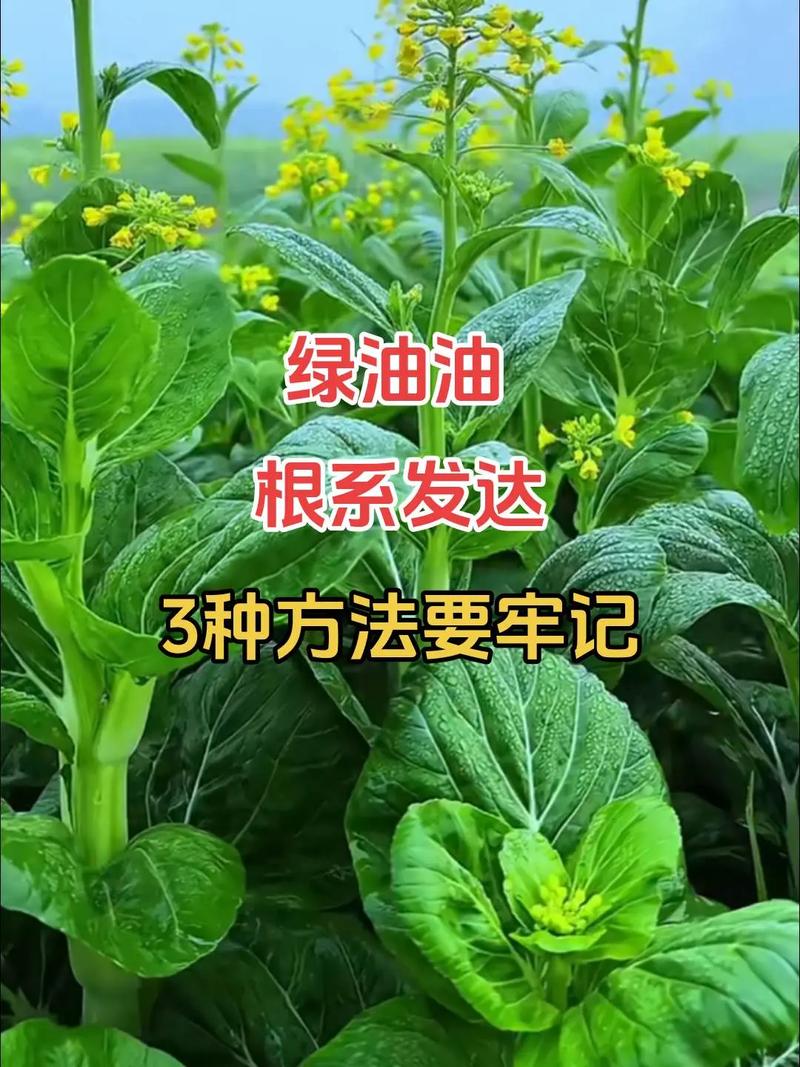 早春白菜种植技术有哪些关键要点?-图3 早春白菜种植技术有哪些关键要点?-图3