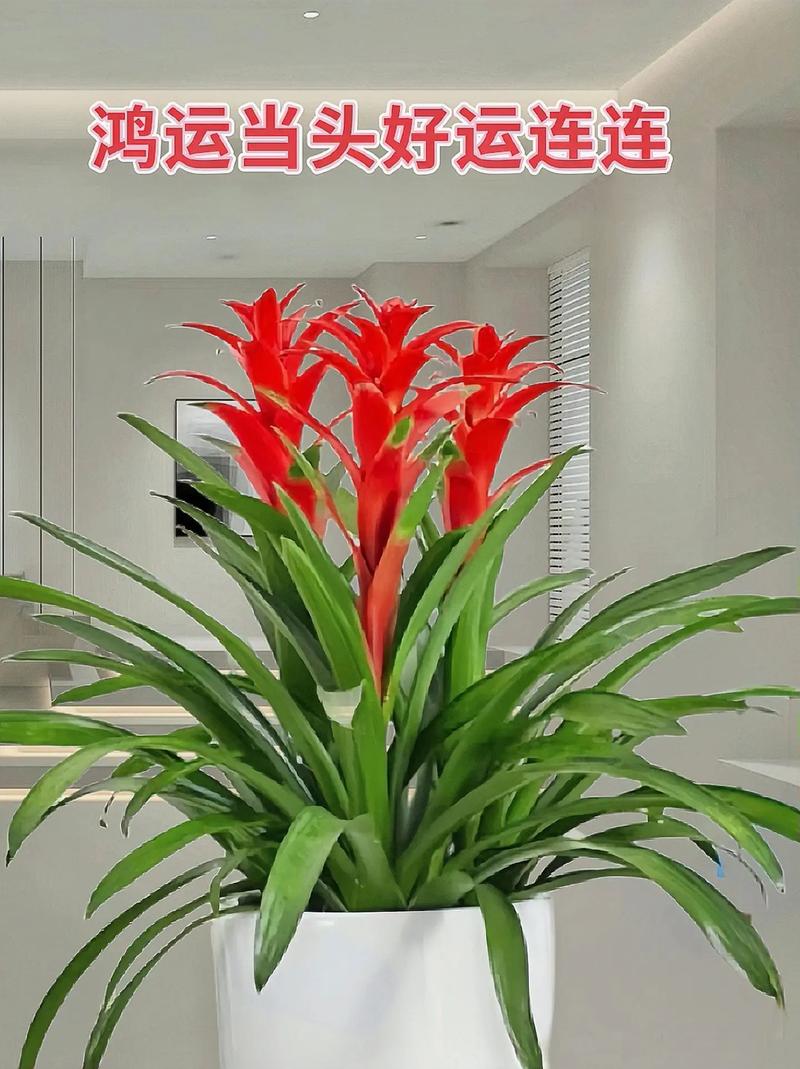 鸿运当头什么品种图片最好看?-图2 鸿运当头什么品种图片最好看?-图2