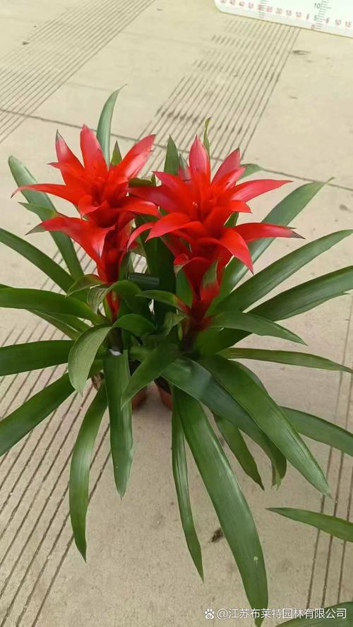 鸿运当头什么品种图片最好看?-图3 鸿运当头什么品种图片最好看?-图3