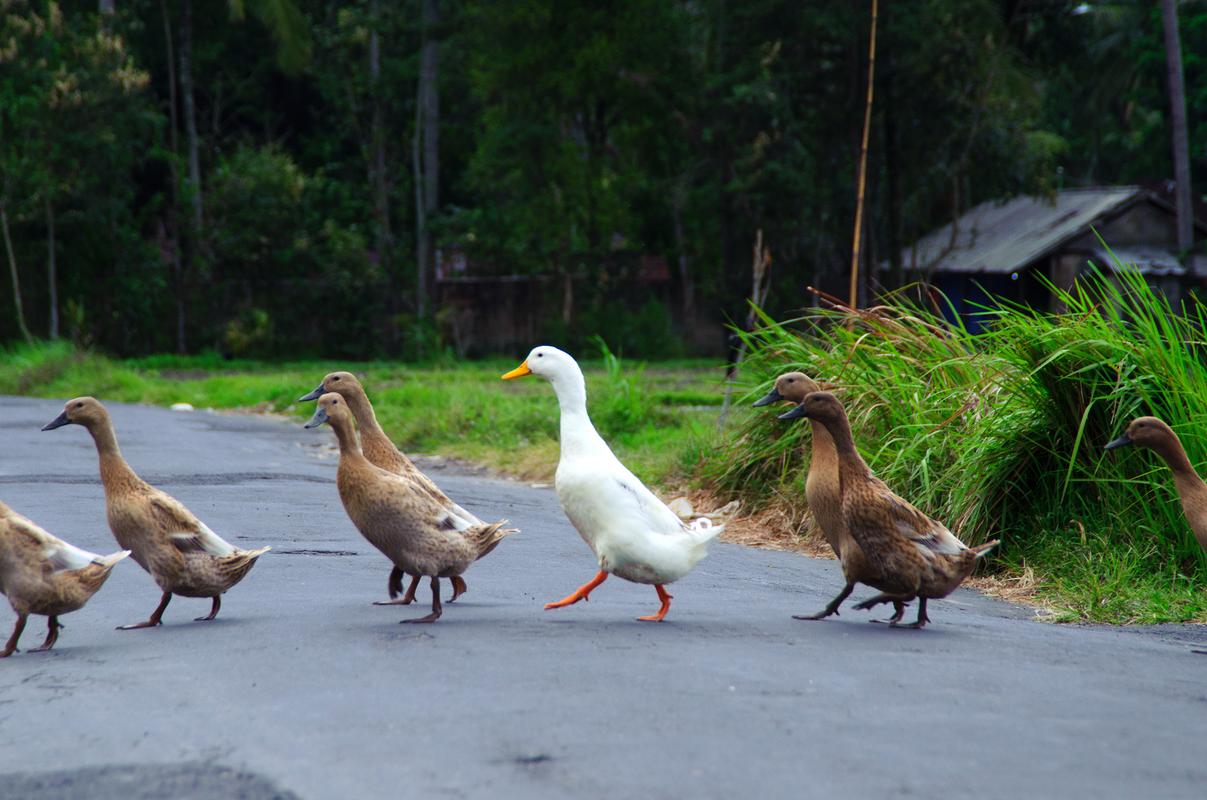 樱桃谷鸭养殖技术要点有哪些?-图1 樱桃谷鸭养殖技术要点有哪些?-图1