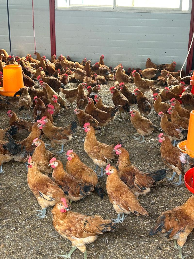 2025年吉林鸡雏价格会涨还是跌?-图3 2025年吉林鸡雏价格会涨还是跌?-图3