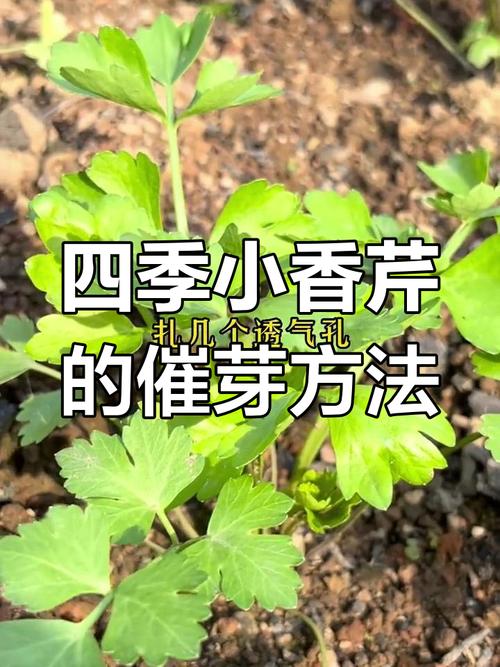 芹菜育苗技术关键点有哪些?-图3 芹菜育苗技术关键点有哪些?-图3