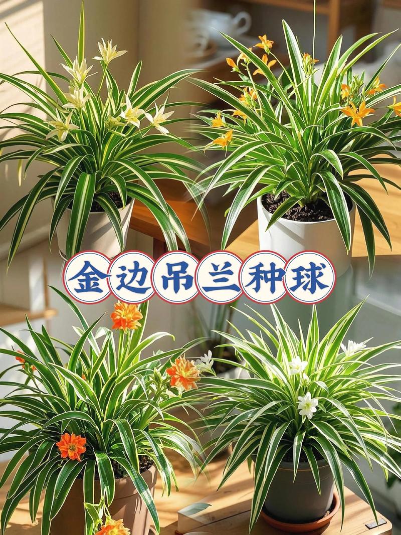 室内吊兰有哪些品种?附图片对比-图1 室内吊兰有哪些品种?附图片对比-图1