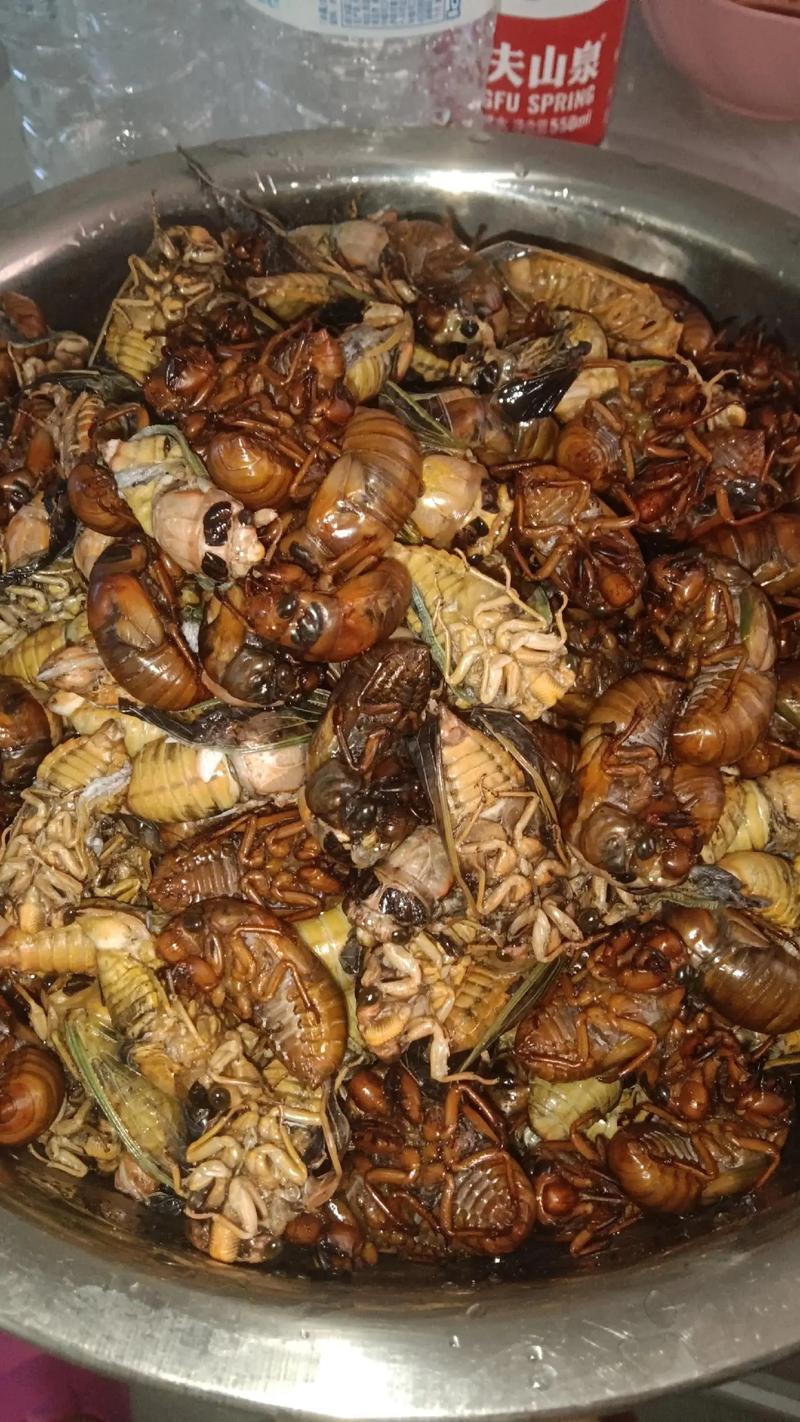 2025山东知了猴价格会涨还是跌?-图3 2025山东知了猴价格会涨还是跌?-图3