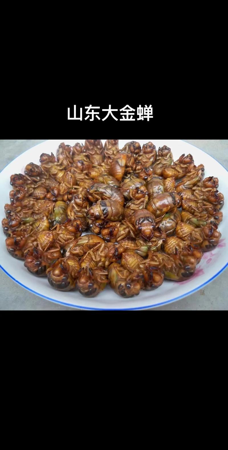 2025山东知了猴价格会涨还是跌?-图1 2025山东知了猴价格会涨还是跌?-图1