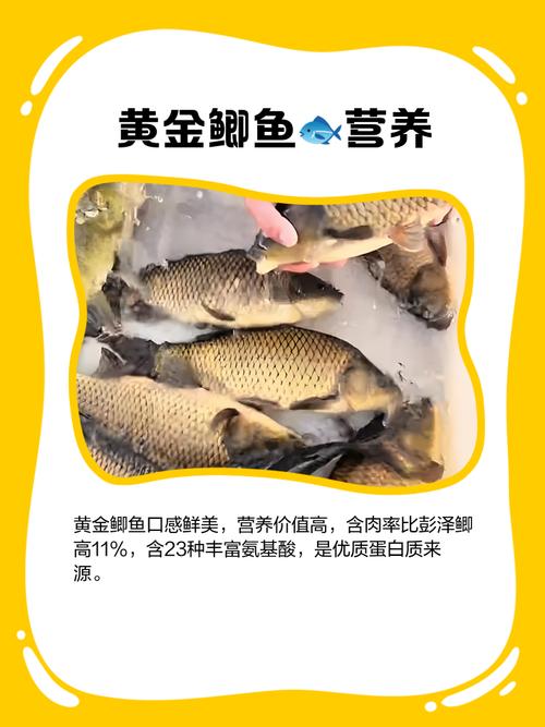 黄金鲫养殖技术与图片,如何高效养殖?-图1 黄金鲫养殖技术与图片,如何高效养殖?-图1