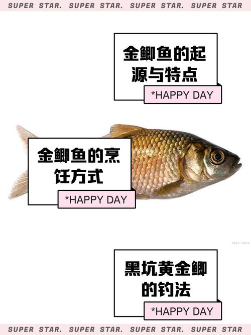 黄金鲫养殖技术与图片,如何高效养殖?-图3 黄金鲫养殖技术与图片,如何高效养殖?-图3