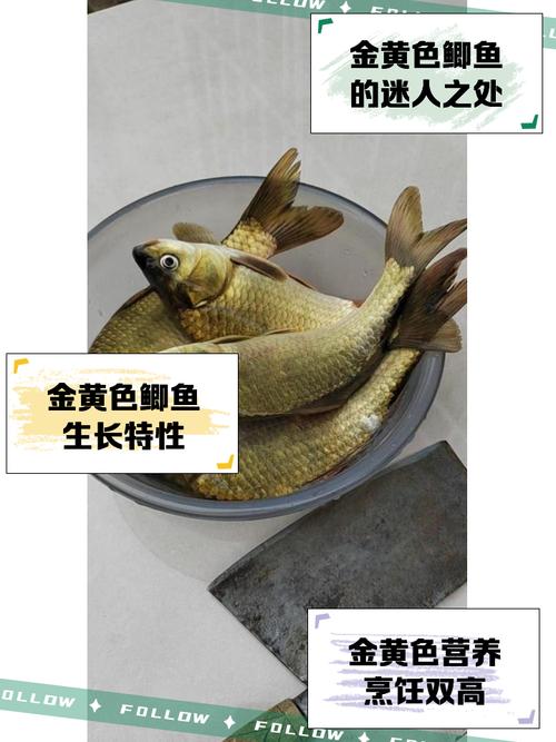 黄金鲫养殖技术与图片,如何高效养殖?-图2 黄金鲫养殖技术与图片,如何高效养殖?-图2