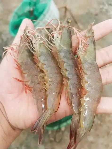 中国进口白对虾有哪几种品种?-图3 中国进口白对虾有哪几种品种?-图3