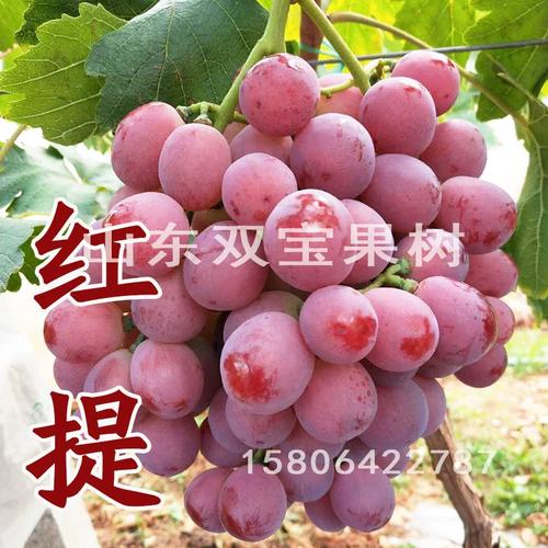 美国红提扦插视频，关键步骤有哪些？-图1