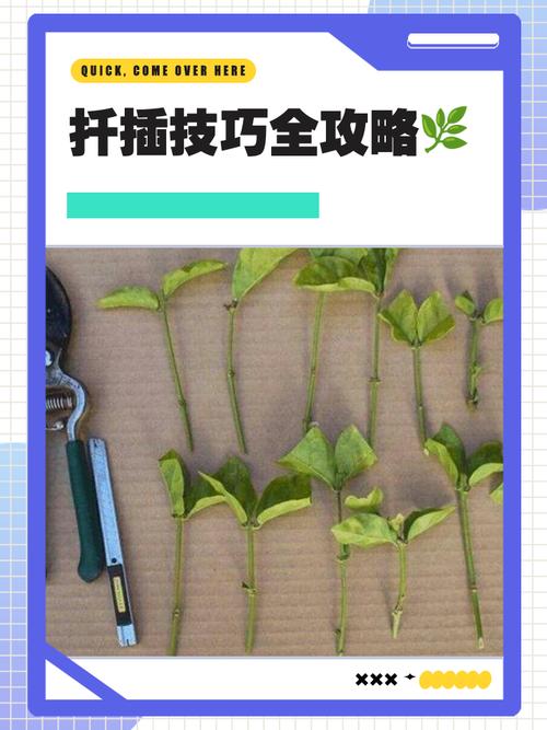 美国红提扦插视频，关键步骤有哪些？-图2