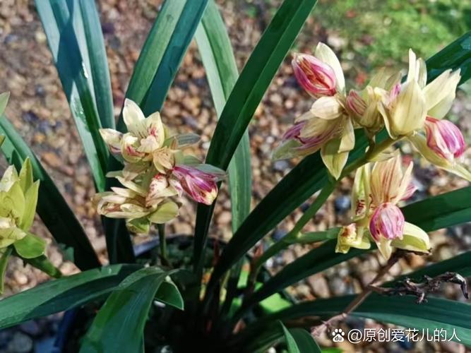 法国兰花有哪些常见品种？-图3