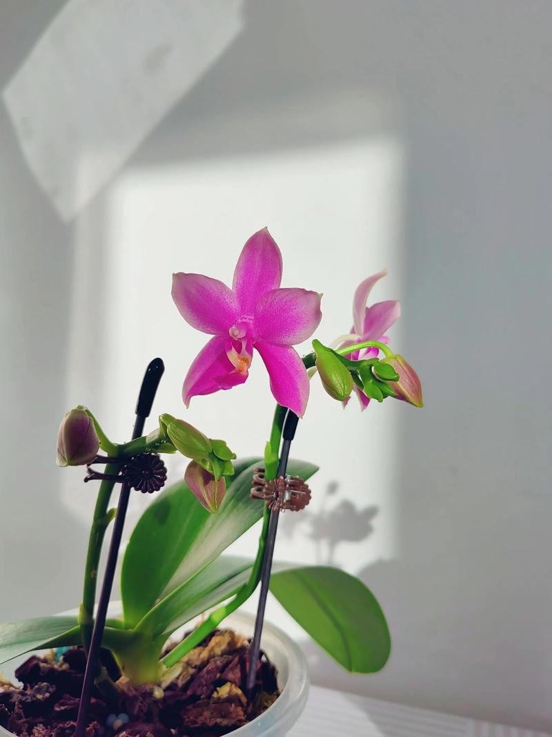 法国兰花有哪些常见品种？-图1