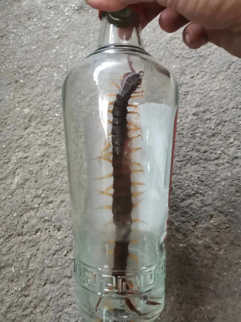 2025年蜈蚣最新价格多少钱一斤?-图3 2025年蜈蚣最新价格多少钱一斤?-图3