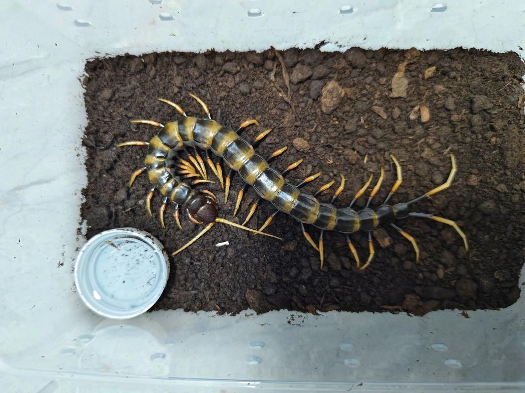 2025年蜈蚣最新价格多少钱一斤?-图2 2025年蜈蚣最新价格多少钱一斤?-图2