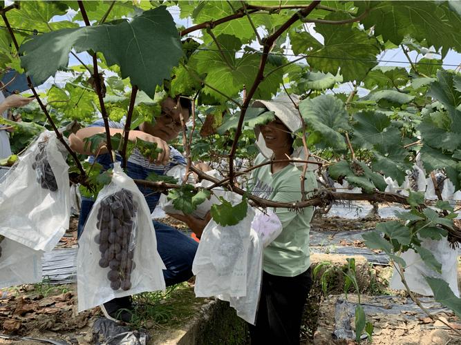 南方大棚葡萄栽培技术要点有哪些？-图2