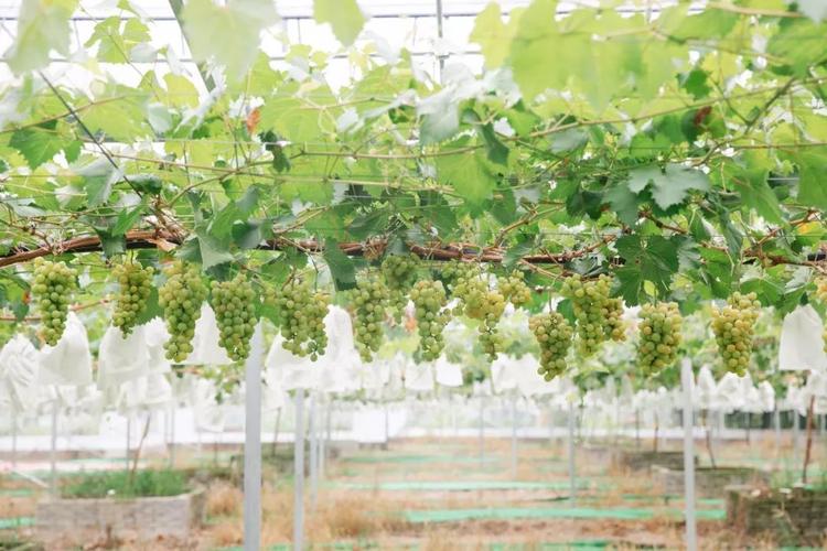 南方大棚葡萄栽培技术要点有哪些?-图1 南方大棚葡萄栽培技术要点有哪些?-图1